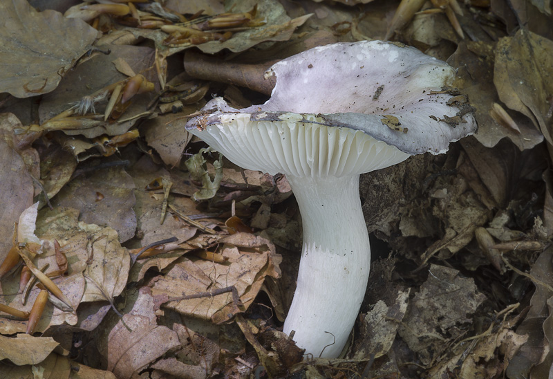 Russula cyanoxantha